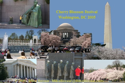 Cherry Blossoms 2005