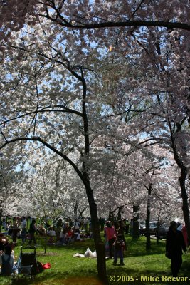 Tidal Basin