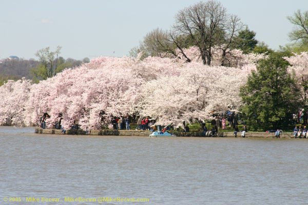 Tidal Basin