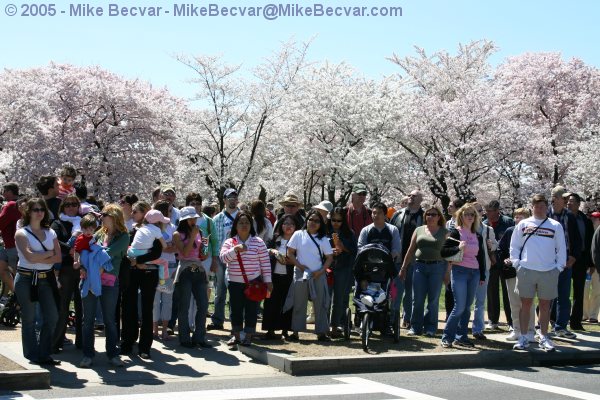 Tidal Basin