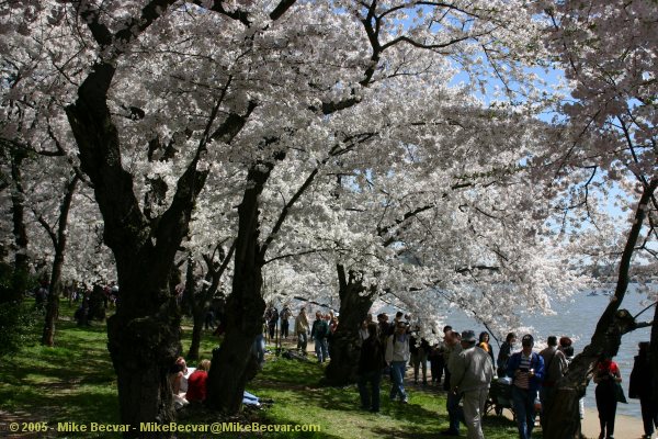 Tidal Basin