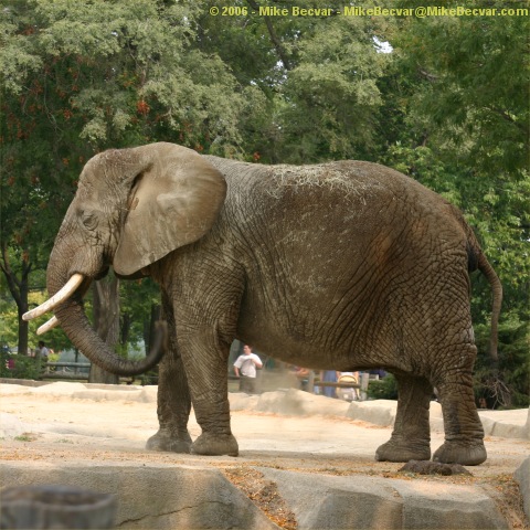 elephant