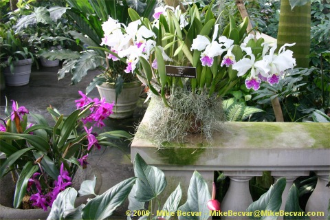 orchids