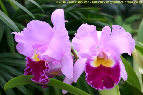 orchids