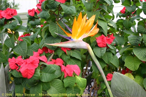 Bird-of-Paradise flower