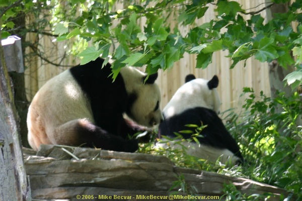 Pandas