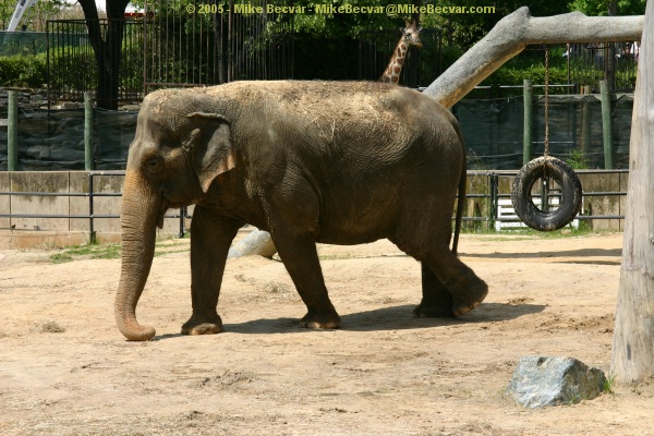 Elephant