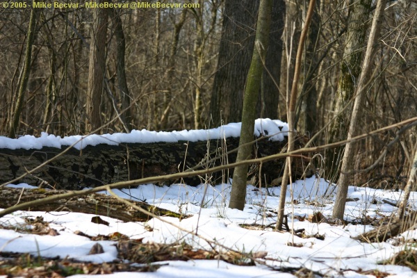 Snow covered tree along the trail