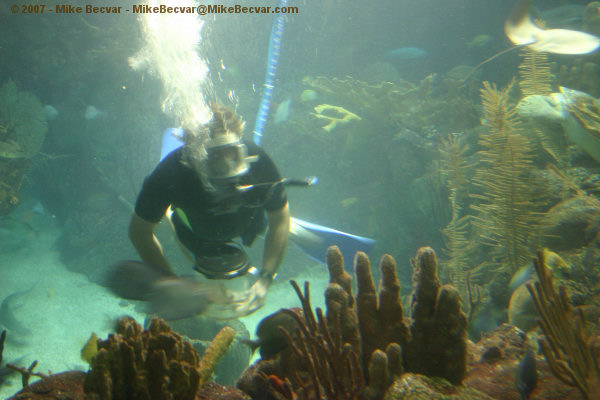 Caribbean Reef exhibit inside Shedd Aquarium