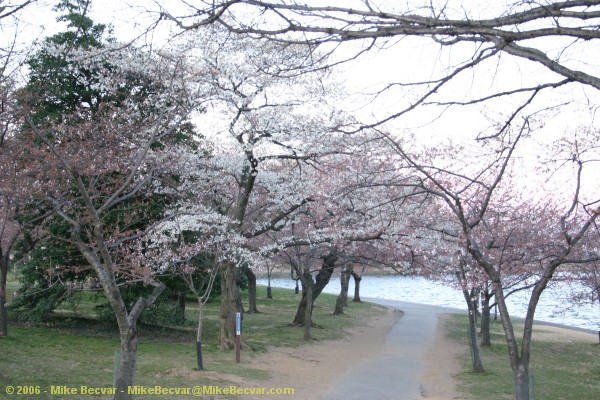 Cherry trees