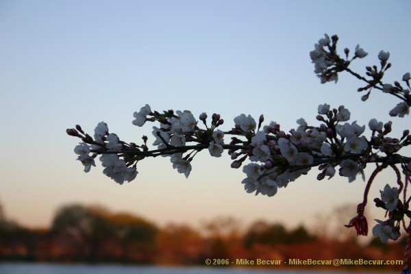 Branch of a cherry tree