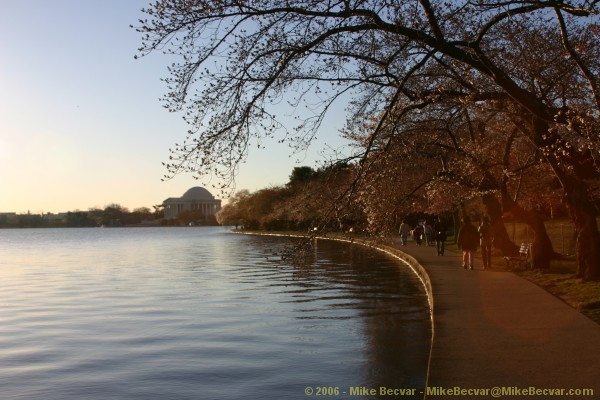 Cherry trees