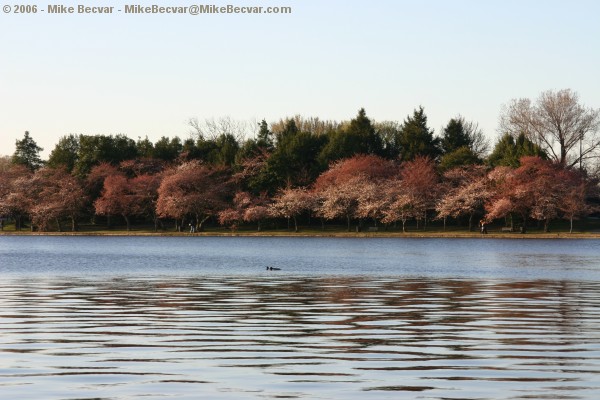 Cherry trees