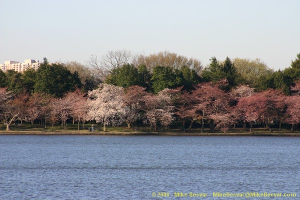 Cherry trees