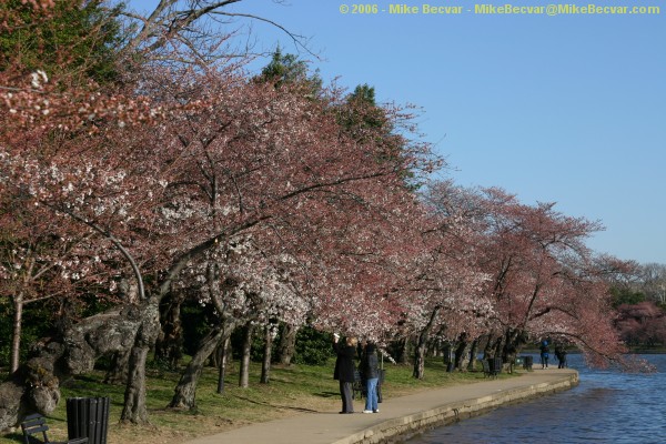 Cherry trees