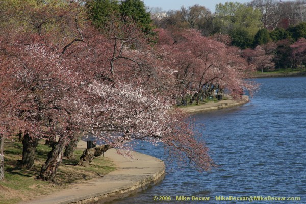 Cherry trees