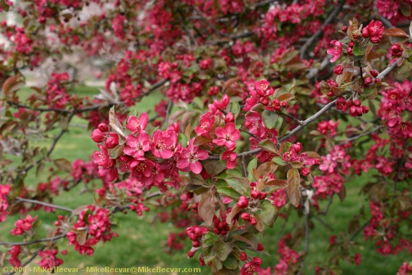 Cherry tree