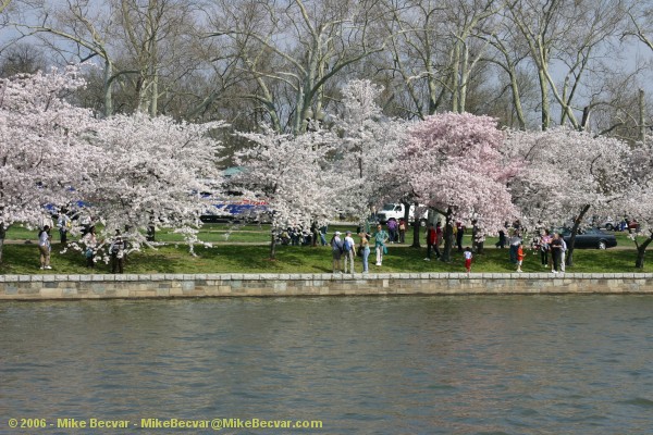 Cherry Tree