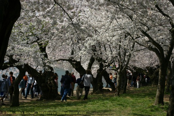 Canopy of flowers