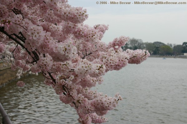 Branch of a cherry tree