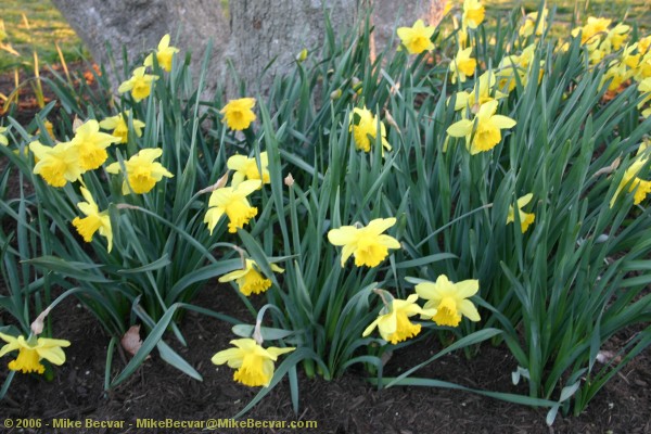 Daffodils