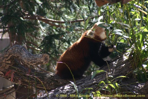 Red Panda