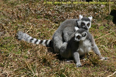 Lemurs