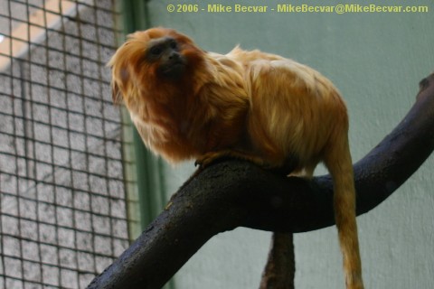 Golden Lion Tamarins