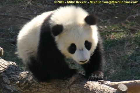 Tai Shan climbing on a branch.