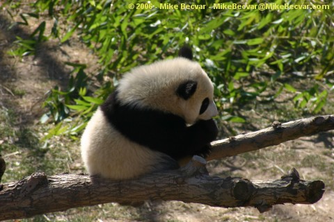 Tai Shan emjoying a treat.