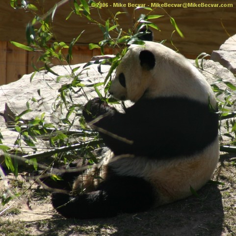 Mei Xiang enjoys some bamboo