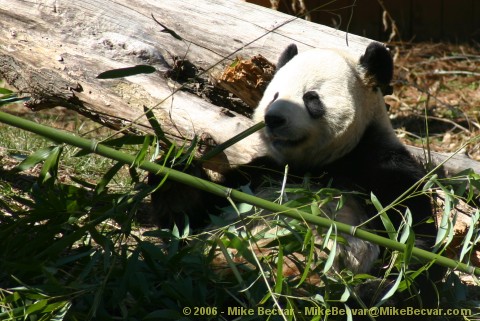 Tian Tian enjoys some bamboo in his exhibit next to Mei Xiang and Tai Shan.