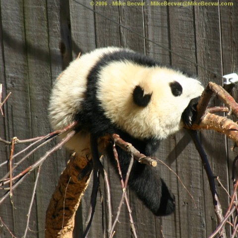 Tai Shan falls asleep on a branch