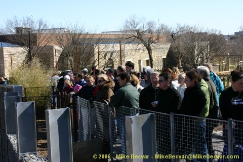 Crowd of people who gathered to see the pandas