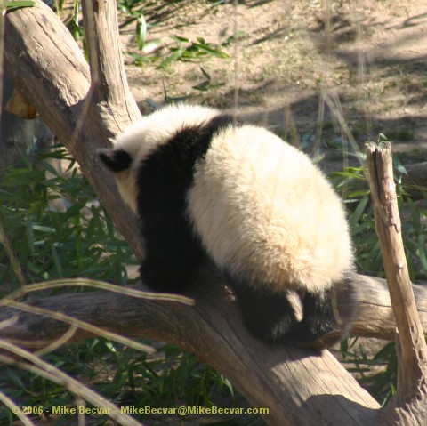 Tai Shan exploring another branch.