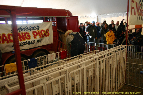 Pig Races