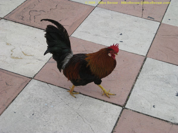 Chicken