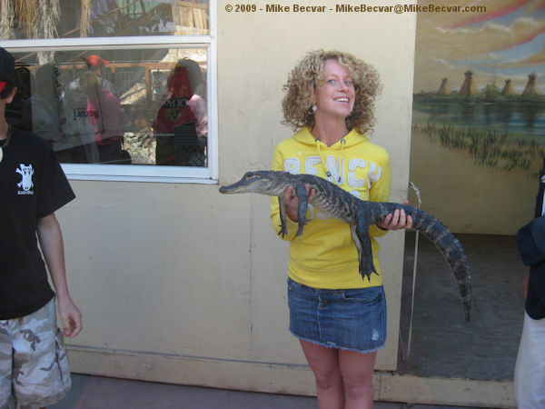 Baby alligator