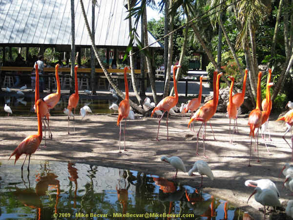 Flamingos
